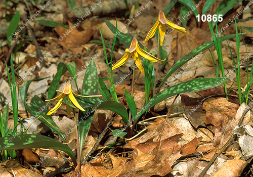 Yellow Trout Lily (Erythronium americanum)